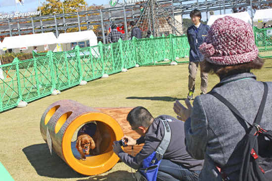 切り株のトンネル