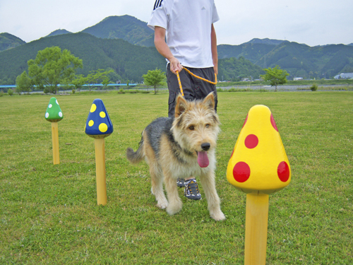 きのこのスラローム