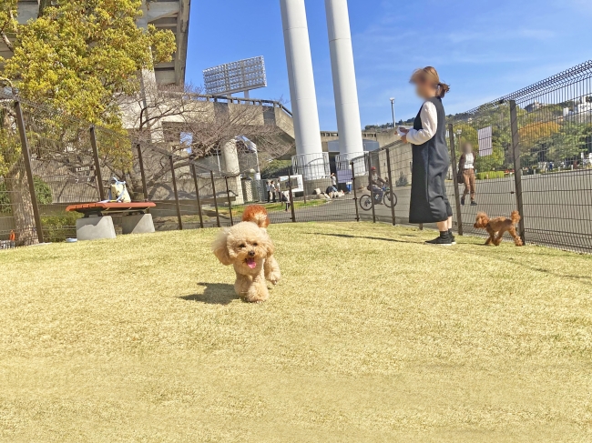 静岡県草薙総合運動場　ドッグラン