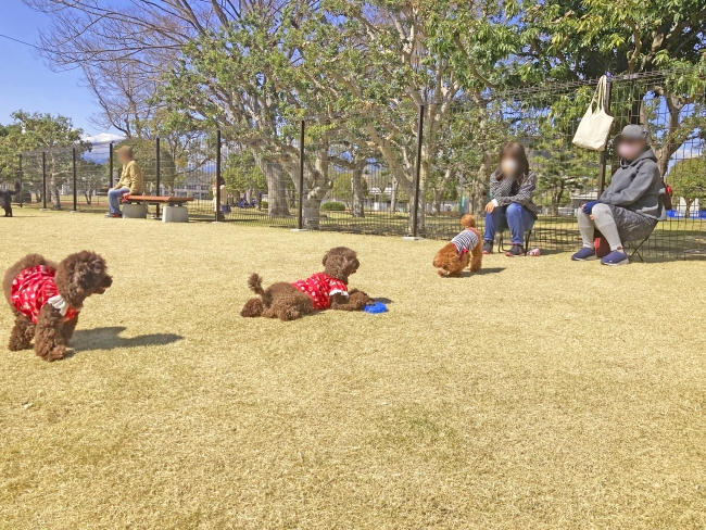 静岡県草薙総合運動場　ドッグラン