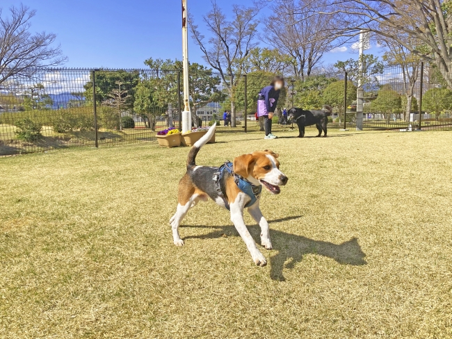 静岡県草薙総合運動場　ドッグラン