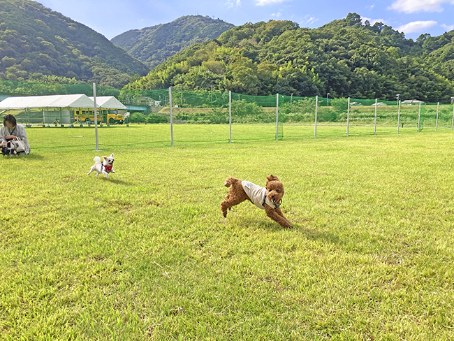 川の駅　伊豆城山  ドッグラン