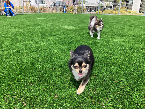 COOOL Turf DL