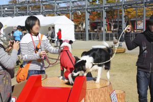 img5099bbe6016ed